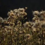 Wilde Alpendisteln im warmen Gegenlicht der goldenen Stunde – poetische Naturdetails rund um das eriro Alpine Hide, zarte Schönheit der Bergwiesen